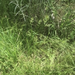 Bromus hordeaceus at Deakin, ACT - 15 Nov 2022 12:33 PM