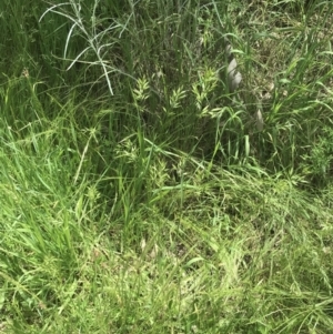 Bromus hordeaceus at Deakin, ACT - 15 Nov 2022 12:33 PM