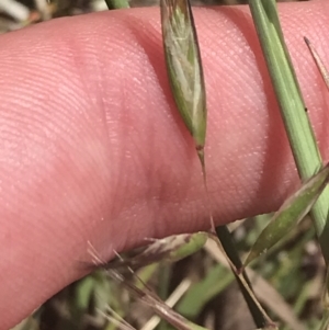 Rytidosperma auriculatum at Deakin, ACT - 15 Nov 2022 12:30 PM