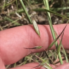 Rytidosperma auriculatum at Deakin, ACT - 15 Nov 2022 12:30 PM