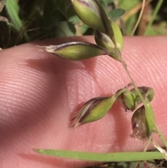 Rytidosperma carphoides (Short Wallaby Grass) at Hughes, ACT - 15 Nov 2022 by Tapirlord