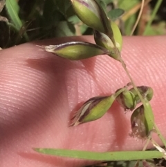 Rytidosperma carphoides (Short Wallaby Grass) at Federal Golf Course - 15 Nov 2022 by Tapirlord