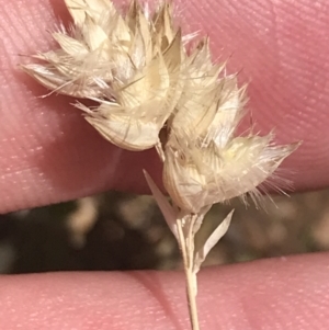 Rytidosperma carphoides at Hughes, ACT - 15 Nov 2022 12:22 PM