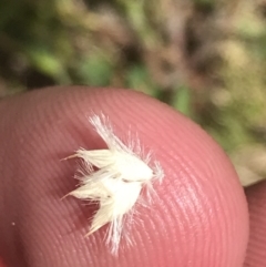 Rytidosperma carphoides at Hughes, ACT - 15 Nov 2022 12:22 PM