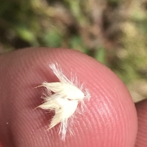 Rytidosperma carphoides at Hughes, ACT - 15 Nov 2022