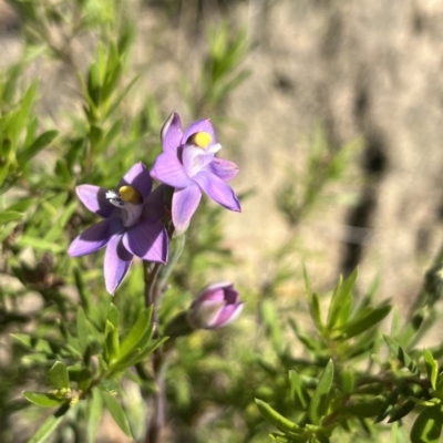 Thelymitra (genus) (sun orchids) at Paddys River, ACT - 4 Dec 2022 by dgb900