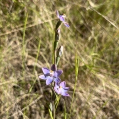 Thelymitra sp. (A Sun Orchid) at Paddys River, ACT - 3 Dec 2022 by dgb900