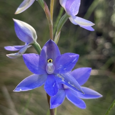 Thelymitra sp. (nuda complex) (Sun Orchid) at Paddys River, ACT - 4 Dec 2022 by dgb900