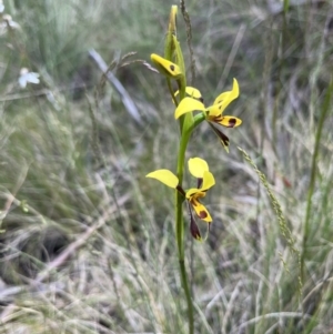 Diuris sulphurea at Cotter River, ACT - suppressed