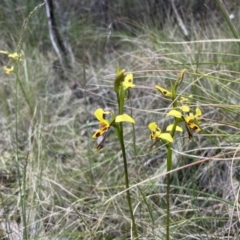 Diuris sulphurea at Cotter River, ACT - 4 Dec 2022