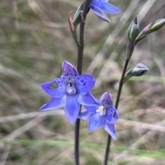 Thelymitra simulata (Graceful Sun-orchid) at Cotter River, ACT - 4 Dec 2022 by dgb900