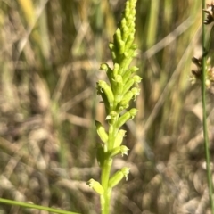 Microtis sp. (Onion Orchid) at Paddys River, ACT - 4 Dec 2022 by dgb900