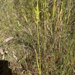 Microtis sp. at Paddys River, ACT - 4 Dec 2022