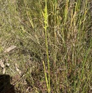 Microtis sp. at Paddys River, ACT - 4 Dec 2022