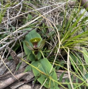 Chiloglottis valida at Cotter River, ACT - 27 Nov 2022