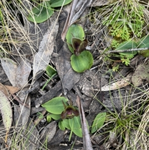 Chiloglottis valida at Cotter River, ACT - 27 Nov 2022