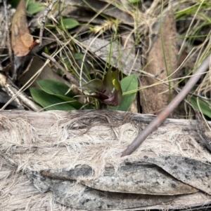 Chiloglottis valida at Cotter River, ACT - 27 Nov 2022