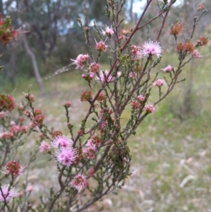 Kunzea parvifolia at Conder, ACT - 1 Dec 2022