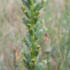 Microtis unifolia (Common Onion Orchid) at Conder, ACT - 1 Dec 2022 by MichaelBedingfield
