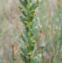 Microtis unifolia (Common Onion Orchid) at Tuggeranong Hill - 1 Dec 2022 by michaelb