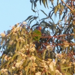 Trichoglossus moluccanus (Rainbow Lorikeet) at Gunning, NSW - 5 Dec 2022 by sduus