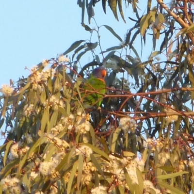Trichoglossus moluccanus (Rainbow Lorikeet) at Gunning, NSW - 5 Dec 2022 by sduus