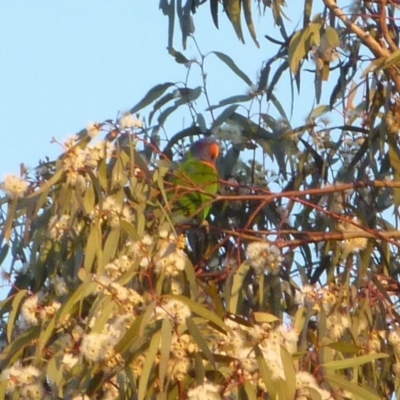 Trichoglossus moluccanus (Rainbow Lorikeet) at Gunning, NSW - 4 Dec 2022 by Sonya_Duus