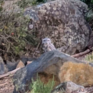 Podargus strigoides at Phillip, ACT - 4 Dec 2022