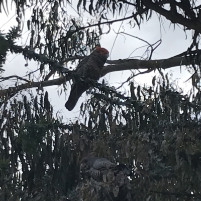 Callocephalon fimbriatum (Gang-gang Cockatoo) at Phillip, ACT - 18 Nov 2022 by Tapirlord