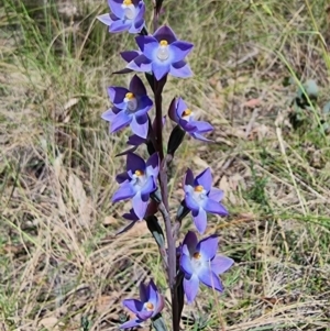 Thelymitra nuda at Captains Flat, NSW - suppressed