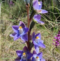 Thelymitra nuda at Captains Flat, NSW - suppressed