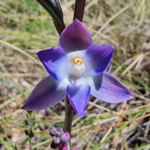 Thelymitra nuda at Captains Flat, NSW - suppressed