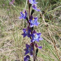 Thelymitra nuda at Captains Flat, NSW - suppressed