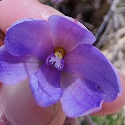 Thelymitra juncifolia (Dotted Sun Orchid) at Captains Flat, NSW - 22 Nov 2022 by Csteele4