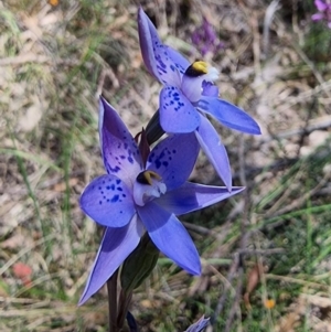 Thelymitra simulata at Captains Flat, NSW - 4 Dec 2022