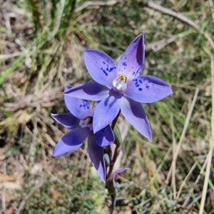 Thelymitra simulata at Captains Flat, NSW - 4 Dec 2022