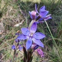 Thelymitra simulata at Captains Flat, NSW - 4 Dec 2022