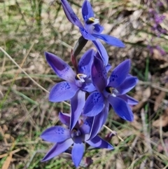 Thelymitra simulata at Captains Flat, NSW - 4 Dec 2022