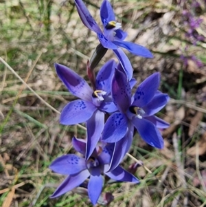 Thelymitra simulata at Captains Flat, NSW - 4 Dec 2022