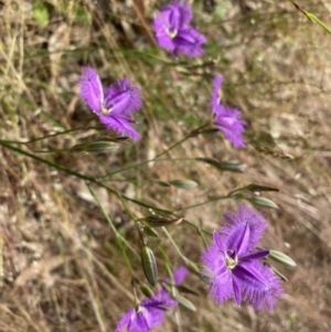 Thysanotus tuberosus at Kambah, ACT - 5 Dec 2022