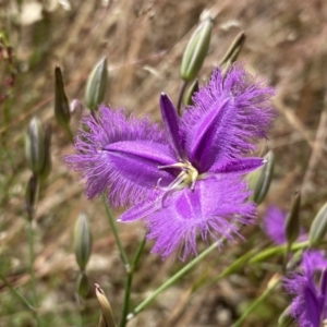 Thysanotus tuberosus at Kambah, ACT - 5 Dec 2022