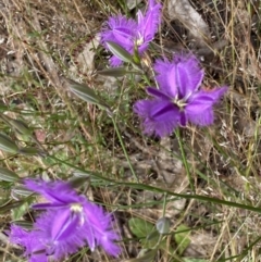 Thysanotus tuberosus at Kambah, ACT - 5 Dec 2022