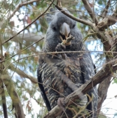 Callocephalon fimbriatum (Gang-gang Cockatoo) at Hackett, ACT - 4 Dec 2022 by gregbaines