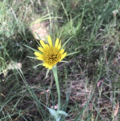 Tragopogon dubius (Goatsbeard) at Flea Bog Flat to Emu Creek Corridor - 4 Dec 2022 by Dora