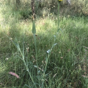 Tragopogon dubius at Belconnen, ACT - 5 Dec 2022