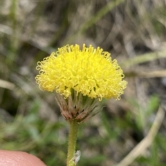 Leptorhynchos elongatus (Lanky Buttons) at Tharwa, ACT - 4 Dec 2022 by NedJohnston