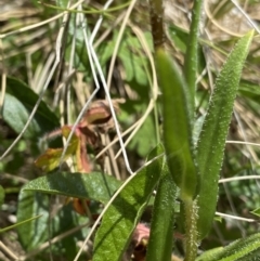 Leptorhynchos elongatus at Tharwa, ACT - 4 Dec 2022