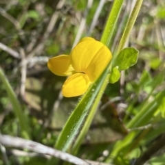 Lotus corniculatus (Birds-Foot Trefoil) at Tennent, ACT - 4 Dec 2022 by NedJohnston