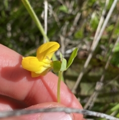 Lotus corniculatus at Tennent, ACT - 4 Dec 2022