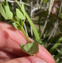 Lotus corniculatus at Tennent, ACT - 4 Dec 2022